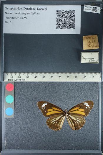 Media type: image;   Entomology 167601